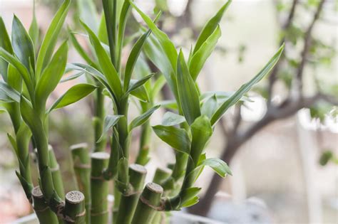 大葉植物 風水|風水植物｜不只富貴竹！7款招財/招桃花植物推介+不可不知風水 